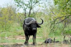 Afrikanischer Büffel (90 von 102).jpg